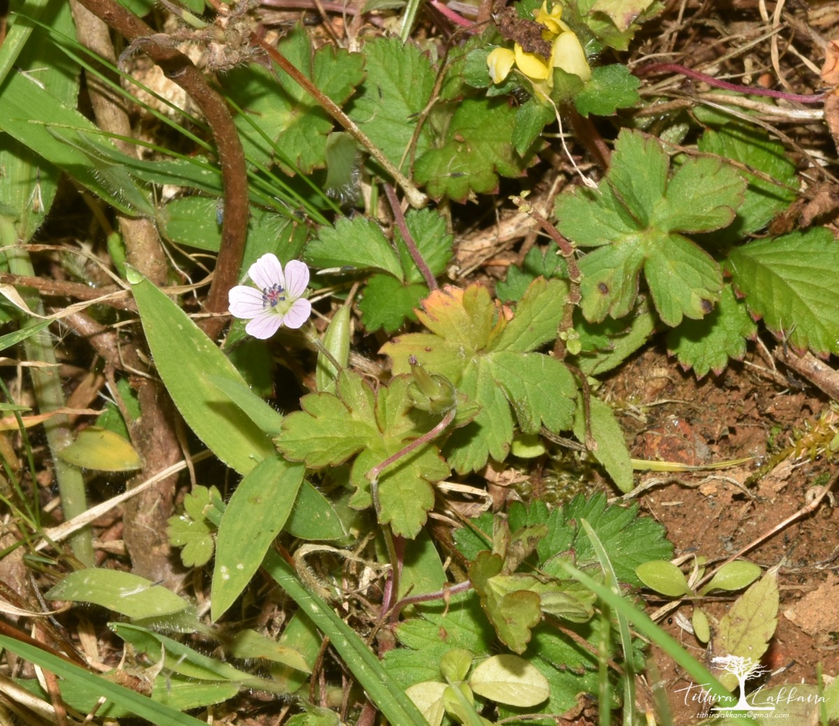 Geranium nepalense Sweet